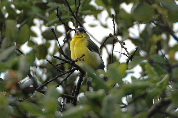 American Goldfinch