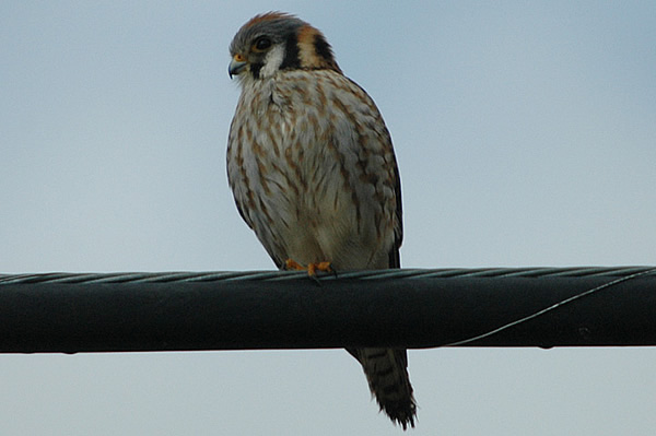 American Kestrel