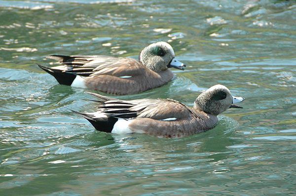 American Wigeon