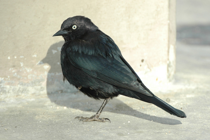 Brewer's Blackbird