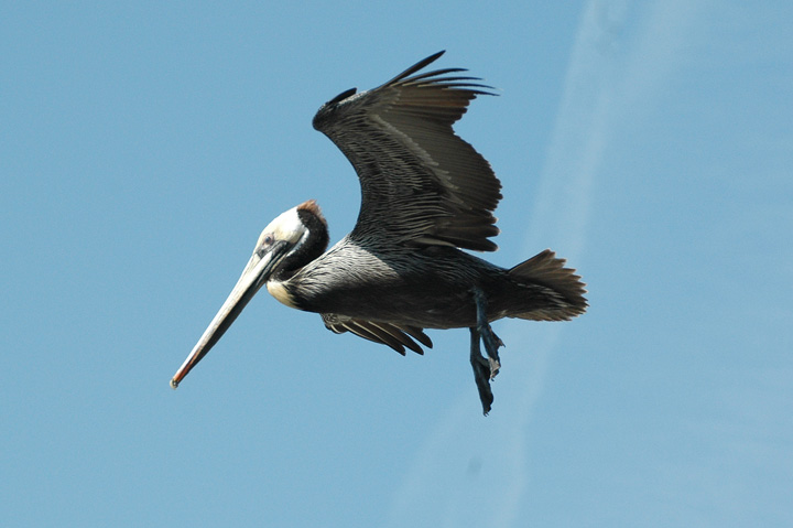 Brown Pelican