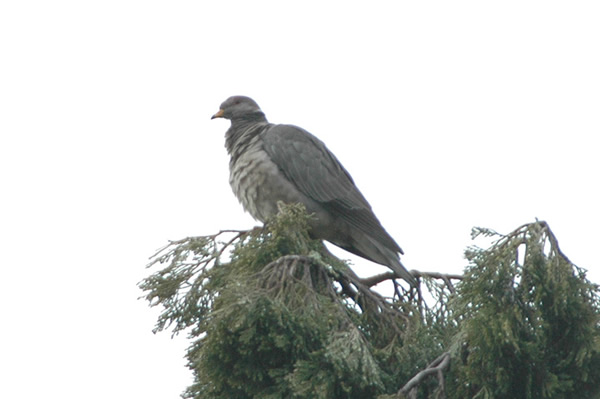 Band-tailed Pigeon