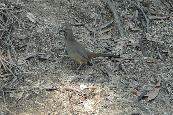 California Thrasher