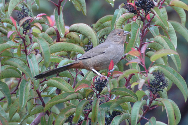 California Towhee