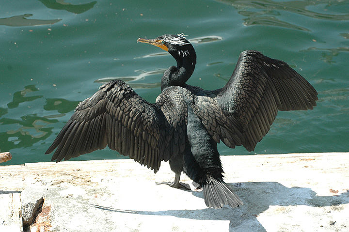 Double-crested Cormorant