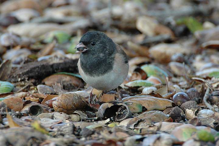 Dark-eyed Junco