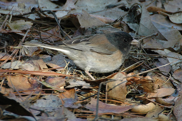 Dark-eyed Junco