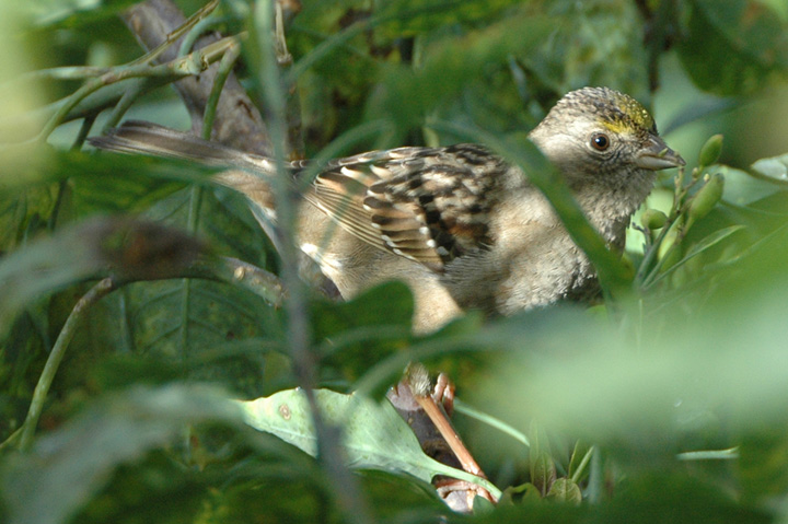 Golden-crowned Sparrow