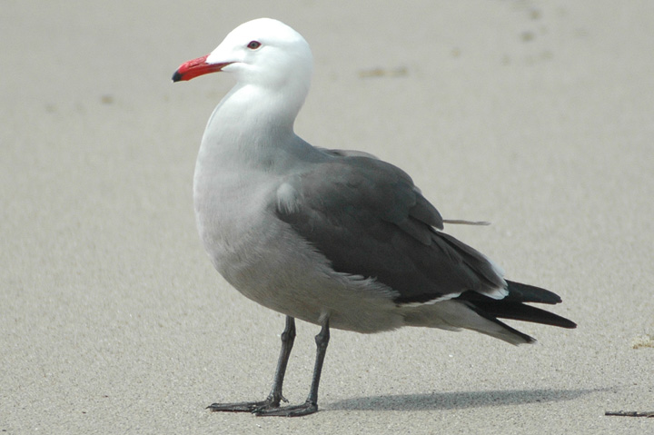 Adult Heerman's Gull