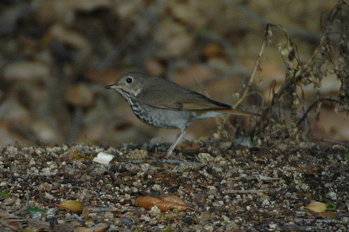 Hermit Thrush