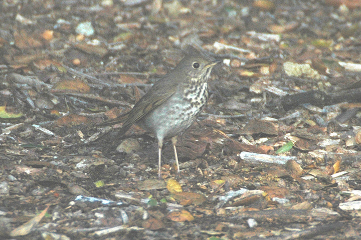 Hermit Thrush