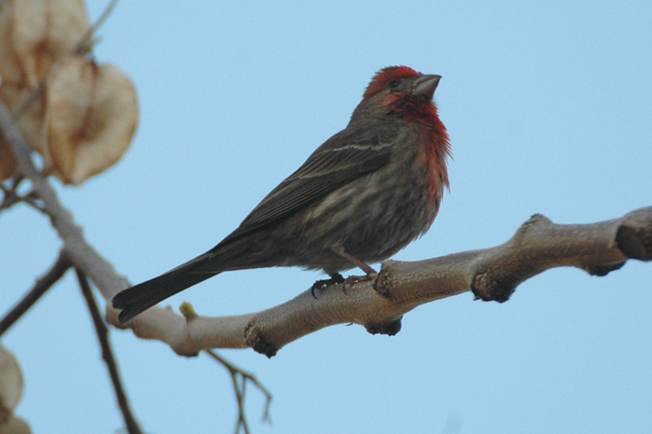 House Finch