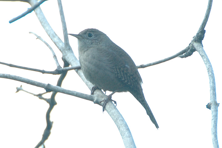 House Wren