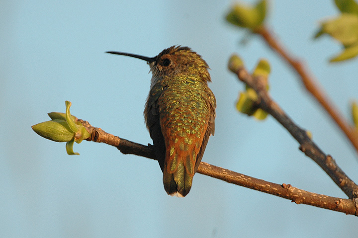 Hummingbird