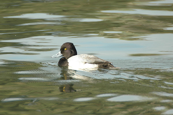 Lesser Scaup