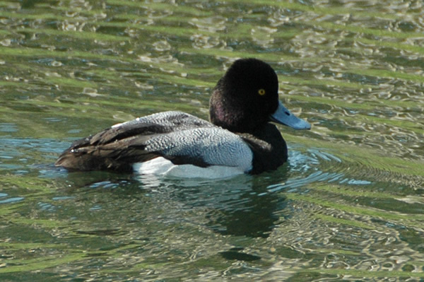 Lesser Scaup