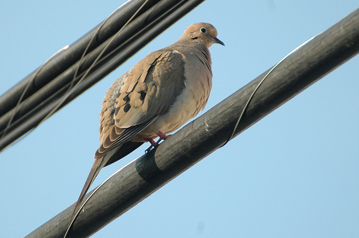 Mourning Dove