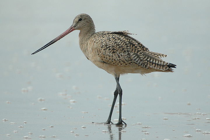 Marbled Godwit