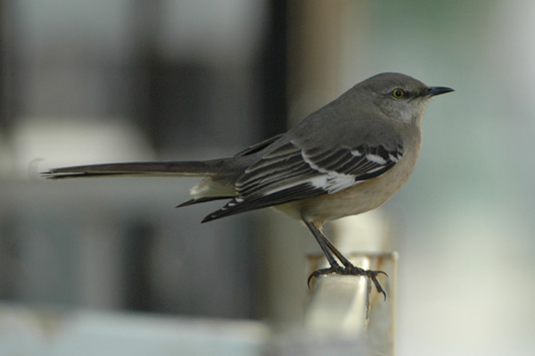 Northern Mockingbird