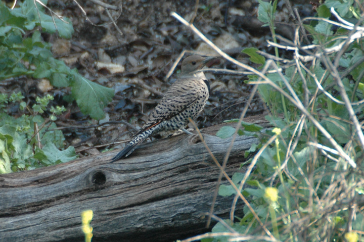 Northern Flicker