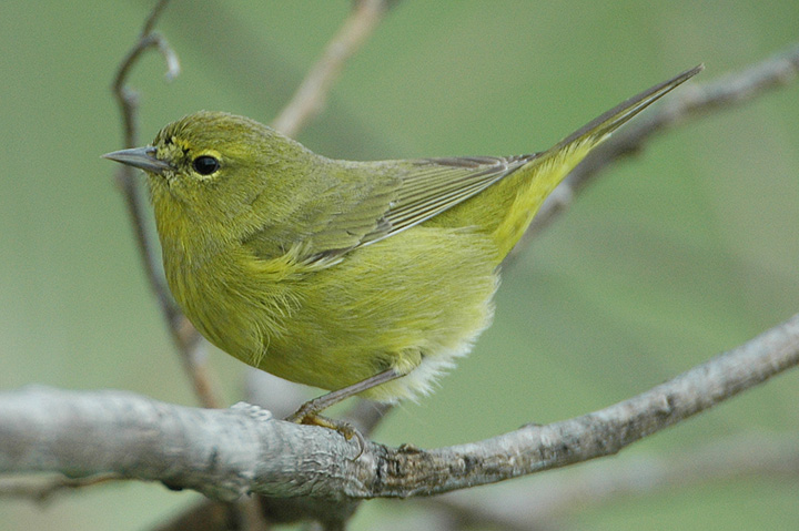 Orange-crowned Warbler