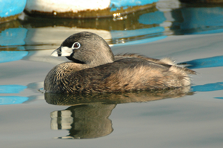 Pied-billed Grebe