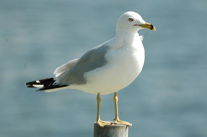 Ring-billed Gull