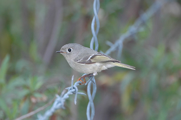 Ruby-crowned Kinglet