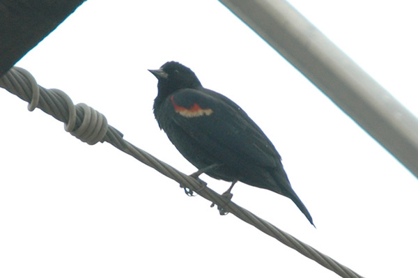 Red-winged Blackbird