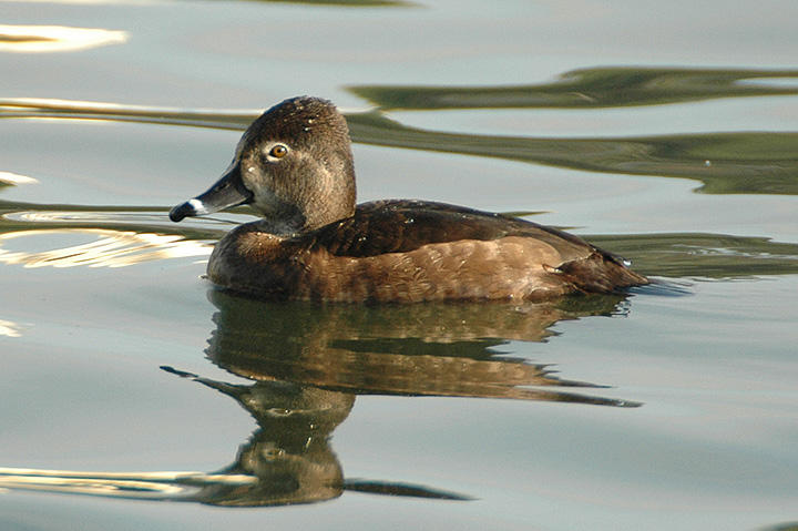 Ring-necked Duck