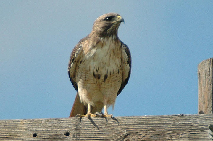 Red-tailed Hawk