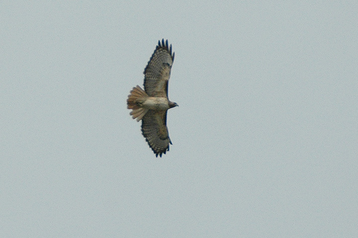 Red-tailed Hawk