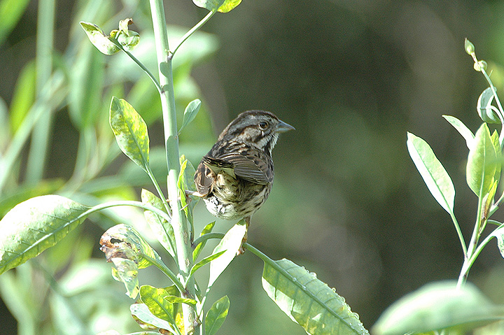 Song Sparrow