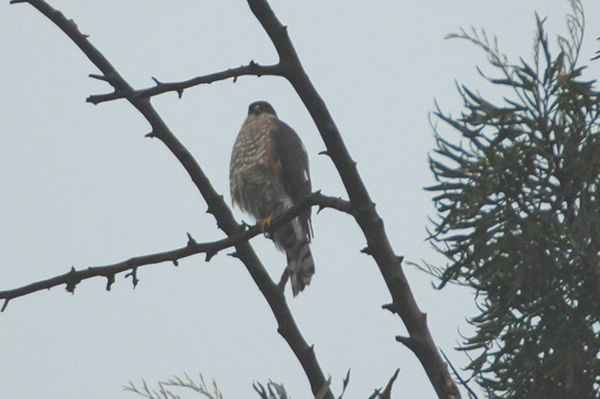 Sharp-shinned Hawk