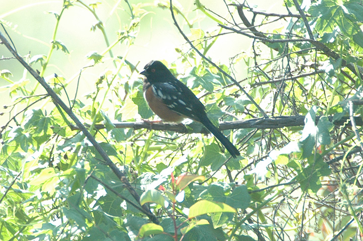 Spotted Towhee