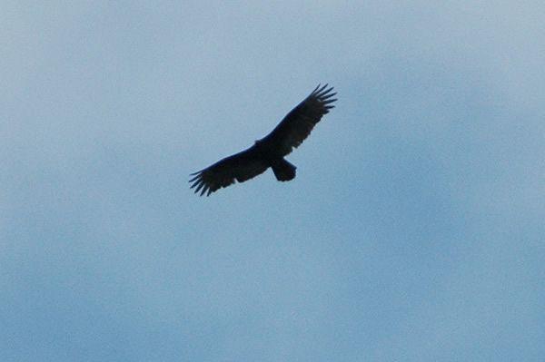 Turkey Vulture