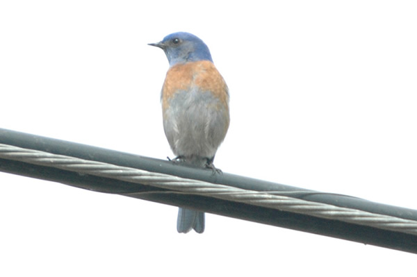 Western Bluebird