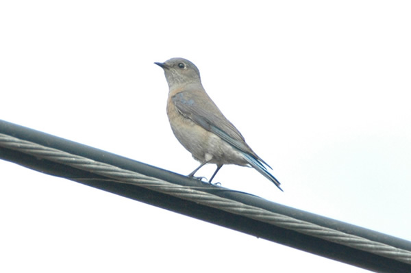 Western Bluebird female