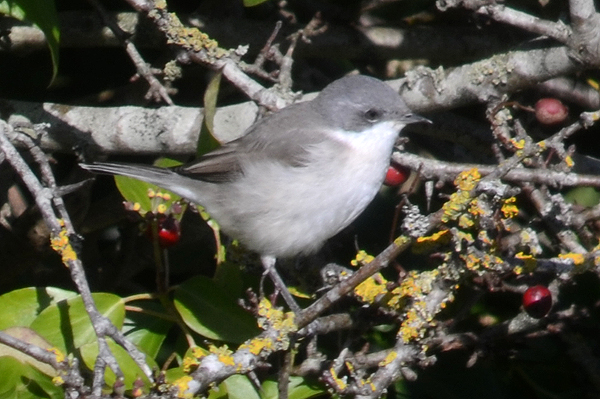 Lesser Whitethroat