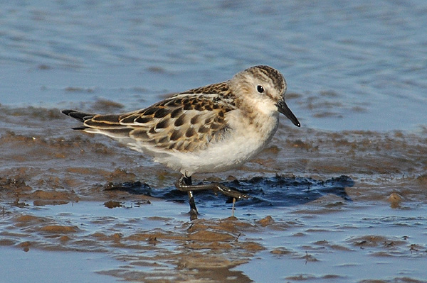 Little Stint