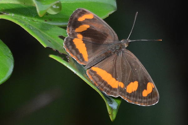 Neptis frobenia 