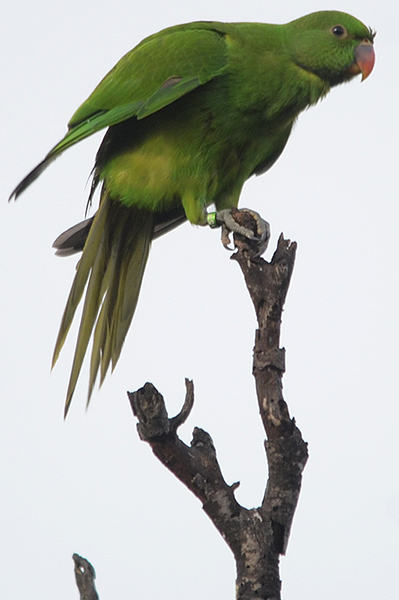 Echo Parakeet