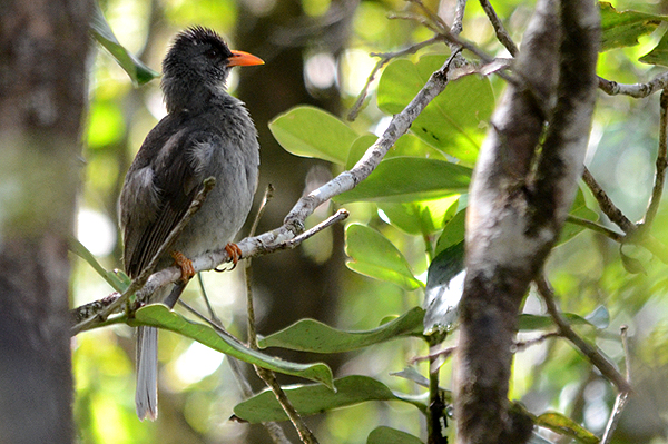 Mauritius Bulbul