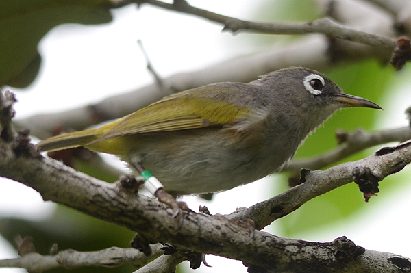 Olive White-eye