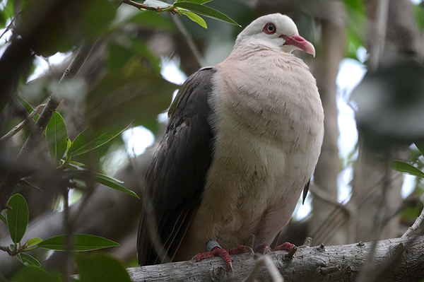 Pink Pigeon