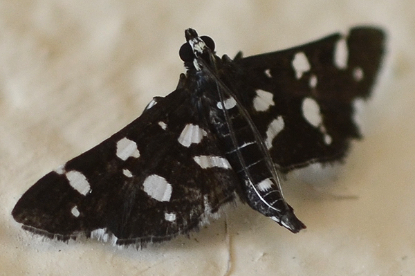 Bocchoris inspersalis