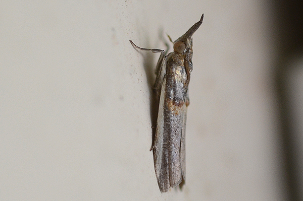 Bocchoris inspersalis 