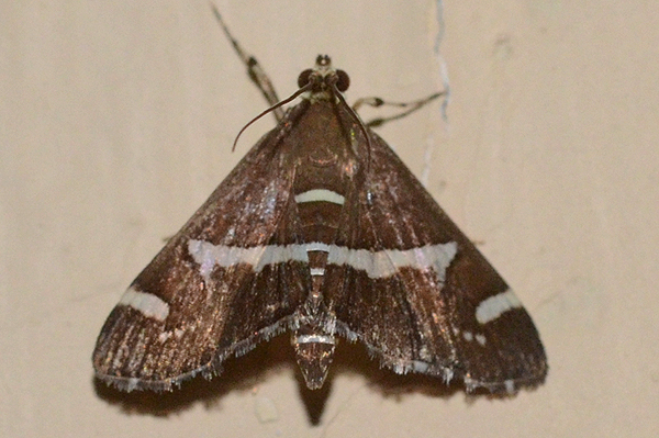 Hymenia recurvalis 