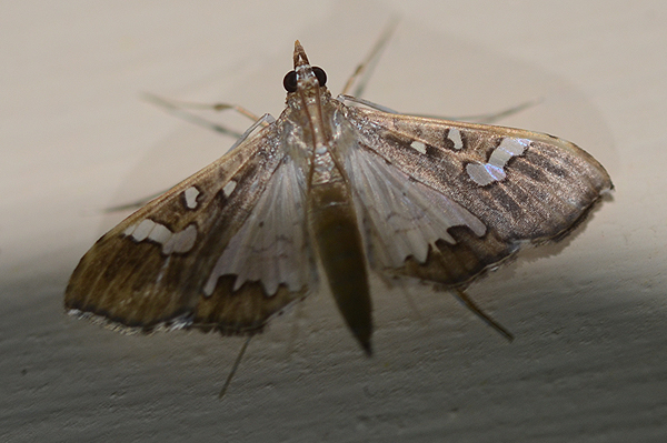 Maruca vitrata