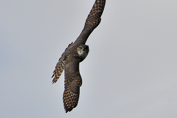 Merlin